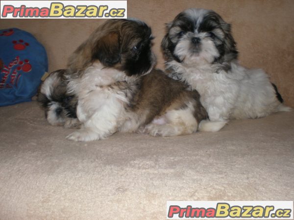 Shih-tzu