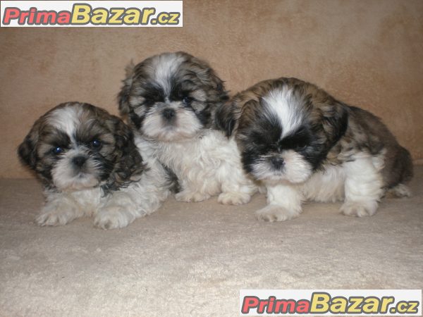 Shih-tzu