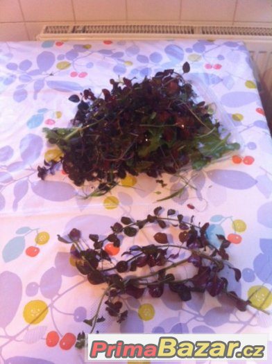 Ludwigia mullertii + .... => Cely za 150 Kc Ludwigia mullertii + .... => Cely za 150 Kc