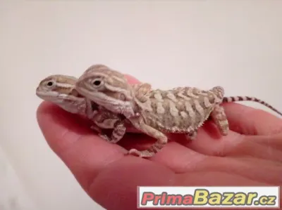 Agama "trpaslici" Pogona henrylawsoni