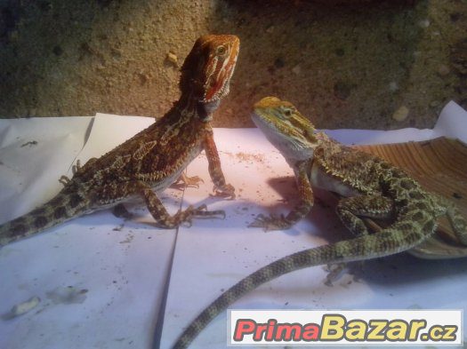 Agama vousatá Agama vousatá