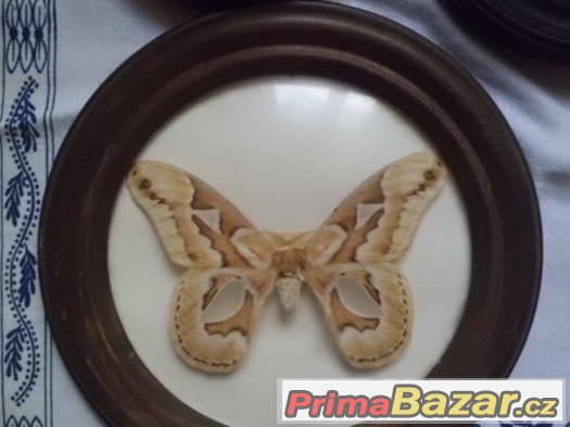 pěkní Cizokrajní Brouci a Motýli v dřevěných rámečcích
