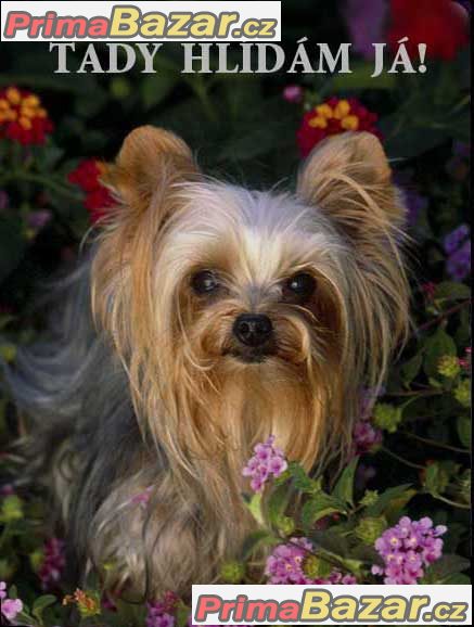 Luxusní hliníková bezpečnostní tabulka, POZOR PES Jorkšír, Yorkshire terrier