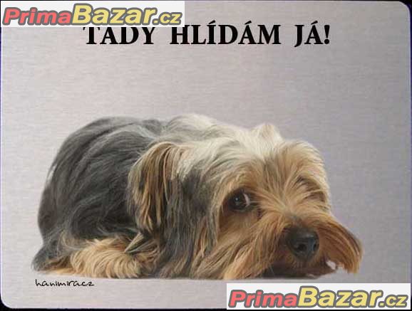 Luxusní hliníková bezpečnostní tabulka, POZOR PES Jorkšír, Yorkshire terrier