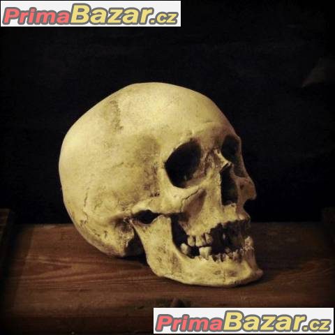 Lidská lebka (human skull replica)