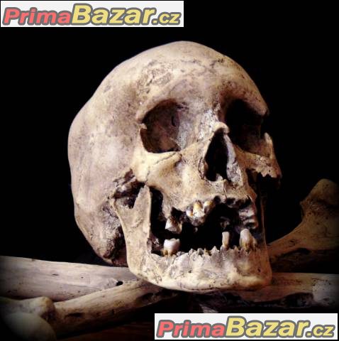 Lidská lebka (human skull replica)