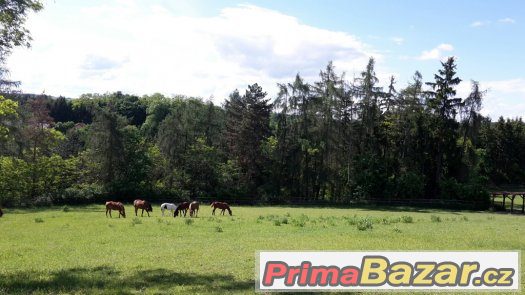Ustájení koní 10km od Plzně, 60km od Prahy Ustájení koní 10km od Plzně, 60km od Prahy
