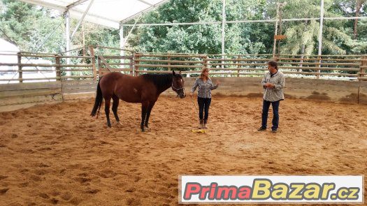 26. března  2017 neděle  HORSEMANSHIP 2 - kurz s Václavem Bo