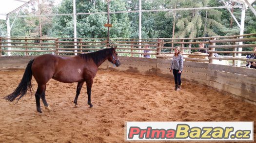 26. března  2017 neděle  HORSEMANSHIP 2 - kurz s Václavem Bo