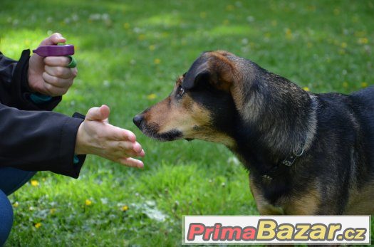 Výchova a výcvik rodinných psů