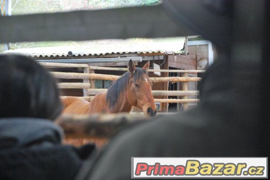 27. května 2917 - sobota - Horsemanship 3 kurz s Václavem Bo