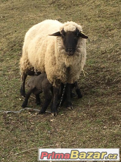 ovce-s-jehnaty