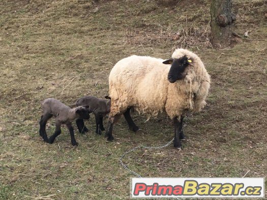 Ovce s jehňaty
