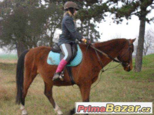 Výuka jízdy na koni, chovatelské potřeby