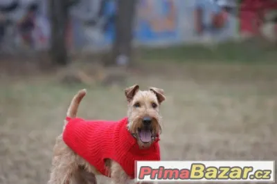 Irský teriér s PP k adopci - spěchá