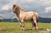 Nabízíme připouštění fjordským plemenným hřebcem-Reitze