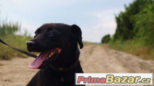 Malý Toby hľadá najlepšieho kamaráta Malý Toby hľadá najlepšieho kamaráta