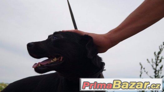 Malý Toby hľadá najlepšieho kamaráta Malý Toby hľadá najlepšieho kamaráta