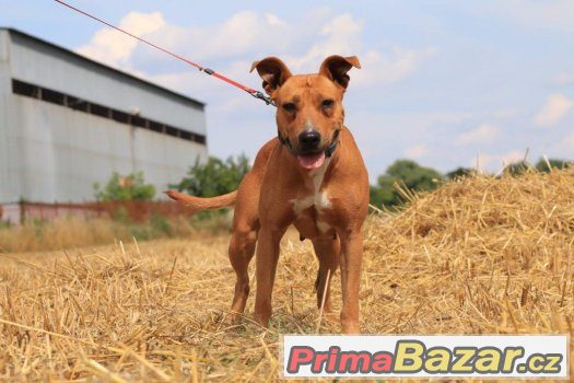 Hľadáme vhodný domov pre krásnu kríženku pittbula Sely Hľadáme vhodný domov pre krásnu kríženku pittbula Sely