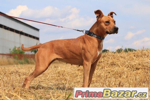 Hľadáme vhodný domov pre krásnu kríženku pittbula Sely Hľadáme vhodný domov pre krásnu kríženku pittbula Sely