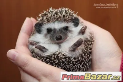 Ježek Bělobřichý-Poptávka :)