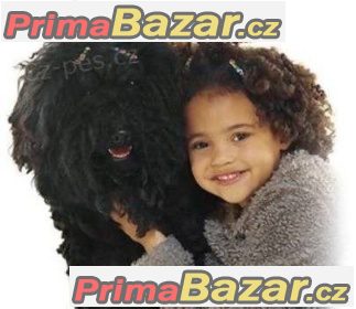Puli bez Pp Puli bez Pp