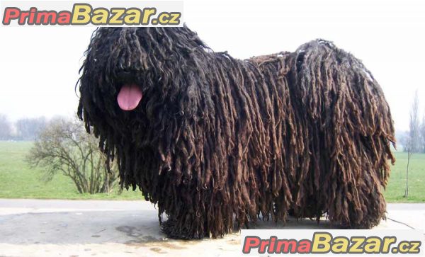 Puli bez Pp Puli bez Pp
