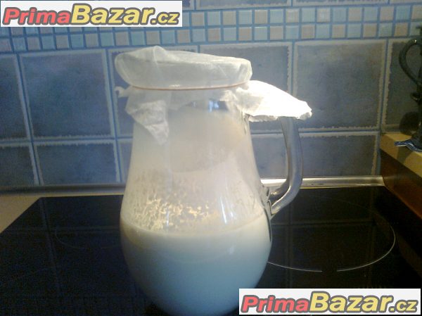 TIBETSKÁ KEFÍROVÁ HOUBA- přírodní ACTIMEL/probiotika/ TIBETSKÁ KEFÍROVÁ HOUBA- přírodní ACTIMEL/probiotika/
