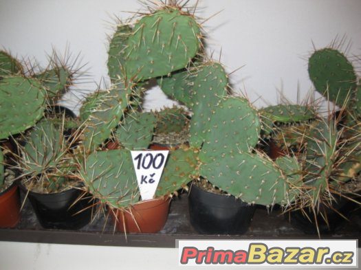 Prodám kaktusy a sukulenty 80 a 40 Kč
