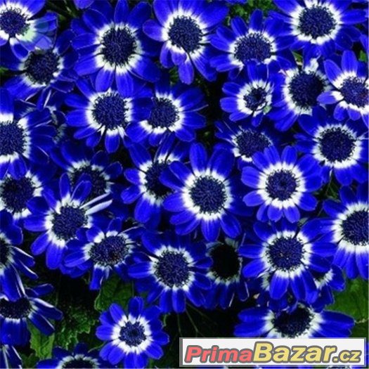 Semínka Blue Daisy A1