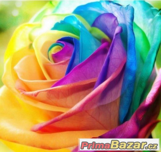 Semínka Růže Rainbow Burgundy