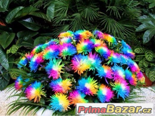 Semínka Rainbow Chrysanthemum Flower Seeds