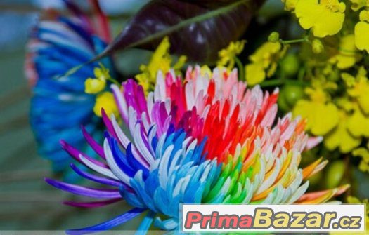 Semínka Rainbow Chrysanthemum Flower Seeds