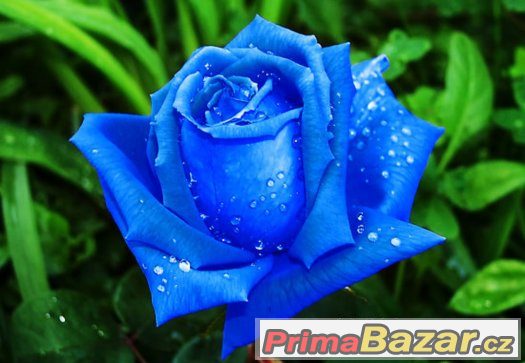 Semínka Růže Blue Lagoon