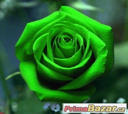 Semínka Růže Zelená Fairway