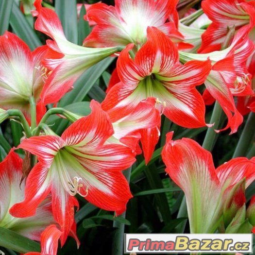 Semínka Amaryllis Hippeastrum