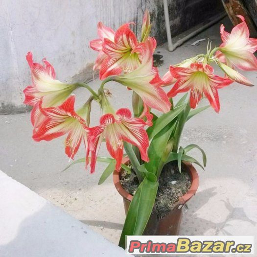 Semínka Amaryllis Hippeastrum