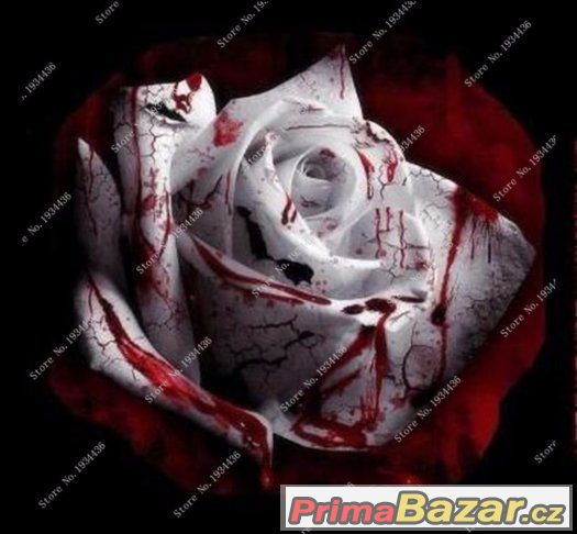 Semínka Růže White Blood Love