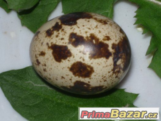 násadová vajíčka křepelky japonské