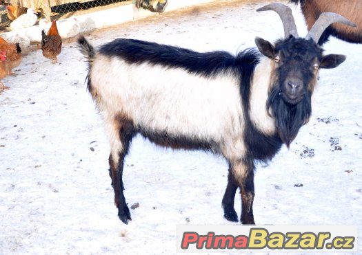 prodáme alpinského kozla prodáme alpinského kozla