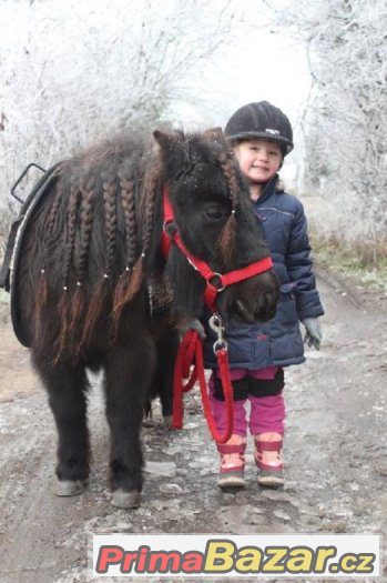 Prodám Holandskou kobylku ponika