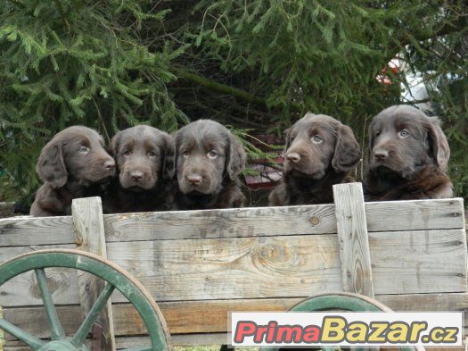 flat coated retriever s PP hnědá štěňátka-REZERVACE