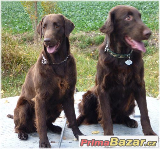 flat coated retriever s PP hnědá štěňátka-REZERVACE