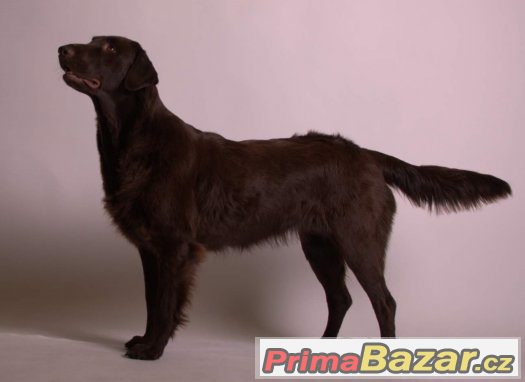 flat coated retriever s PP hnědá štěňátka-REZERVACE flat coated retriever s PP hnědá štěňátka-REZERVACE