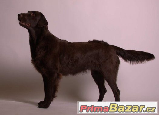 flat coated retriever s PP hnědá štěňátka-REZERVACE