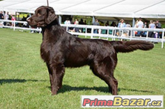 flat coated retriever s PP hnědá štěňátka-REZERVACE