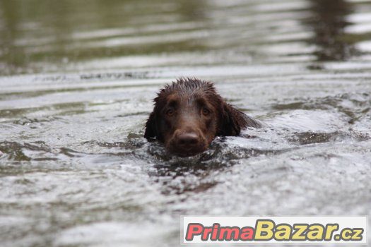 flat coated retriever s PP hnědá štěňátka-REZERVACE