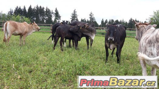 Prodáme 6 ks jalovic MINI ZEBU