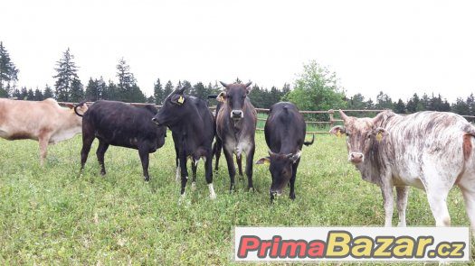 Prodáme 6 ks jalovic MINI ZEBU Prodáme 6 ks jalovic MINI ZEBU