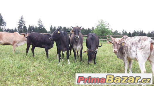 Prodáme 6 ks jalovic MINI ZEBU